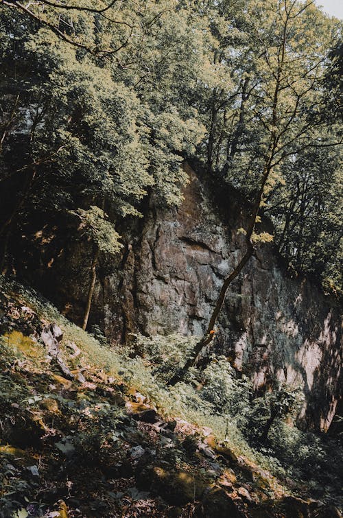 垂直ショット, 山, 緑の木々の無料の写真素材