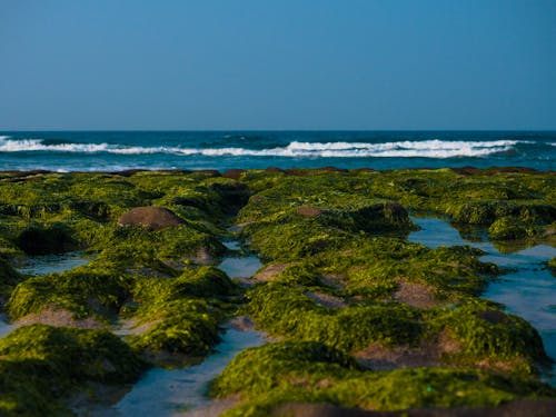Безкоштовне стокове фото на тему «берег, море, мох»