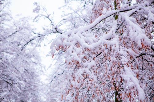 Free stock photo of heavy snow, pines