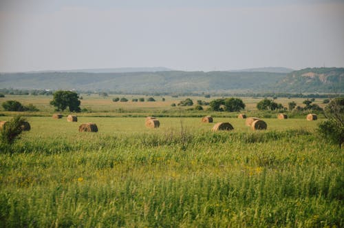 Free Hay Bales on an Agricultural Field Stock Photo