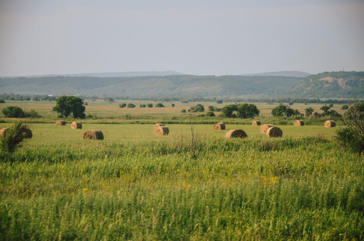 Bottes de foin dans un paysage agricole