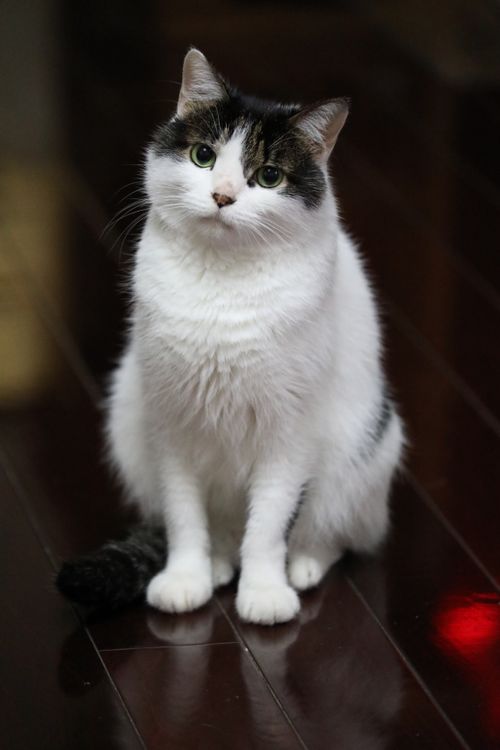 Free Charming close-up of a fluffy cat sitting indoors, perfect for pet lovers. Stock Photo