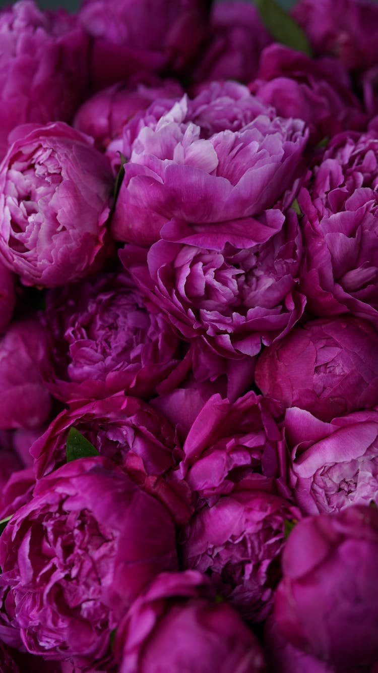 A Close-up Shot Of Purple Peonies