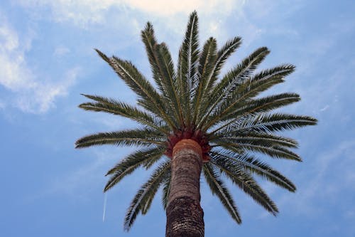 Free stock photo of palmtree