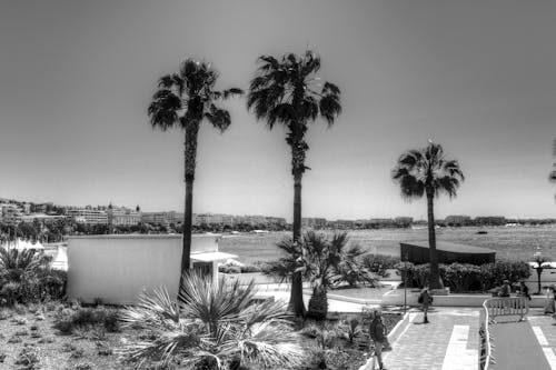 Free stock photo of palms