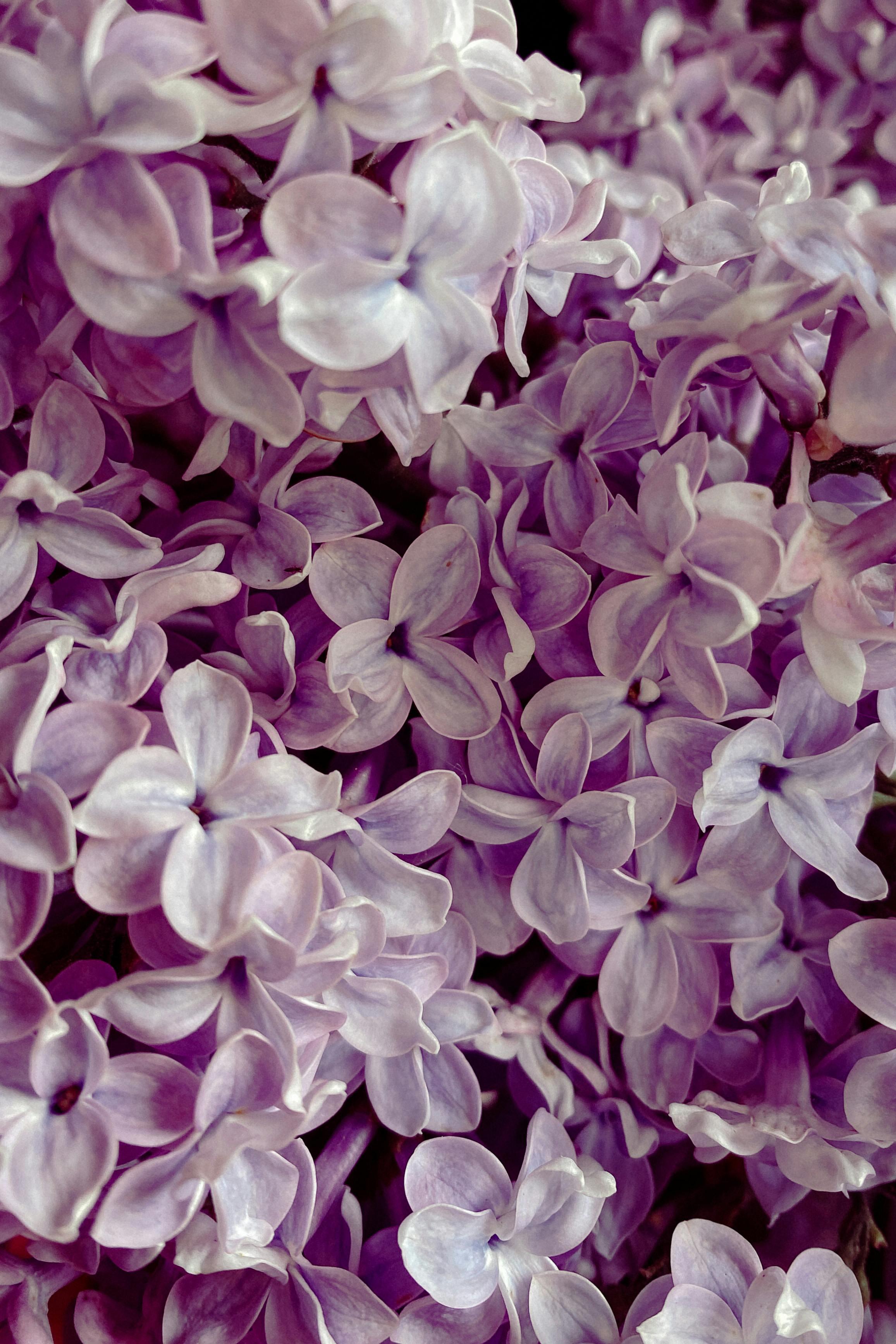 Photograph of Blooming Purple Lilac Flowers · Free Stock Photo