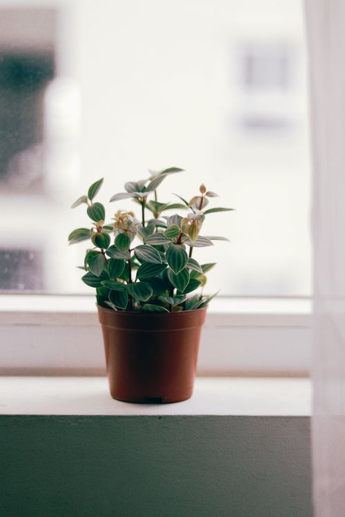 Free Close-up of a vibrant potted plant on a windowsill, capturing serene indoor nature. Stock Photo