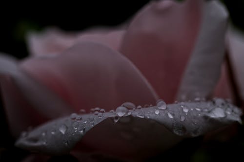 Foto stok gratis berwarna merah muda, kelopak bunga, mawar merah muda