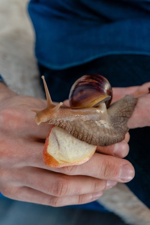 Free Person Holding Brown Snail Stock Photo
