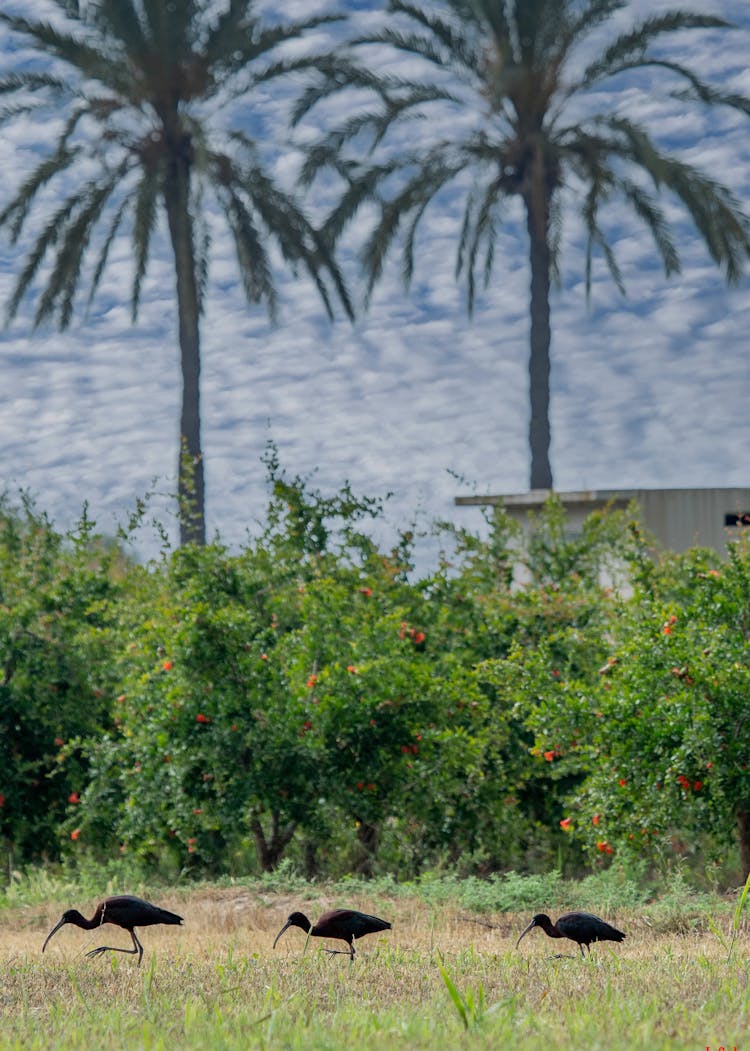 Herons In Tropics