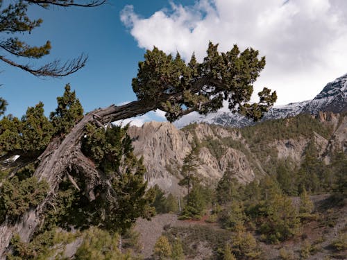 Green Trees on Mountain Under White Clouds and Blue Sky