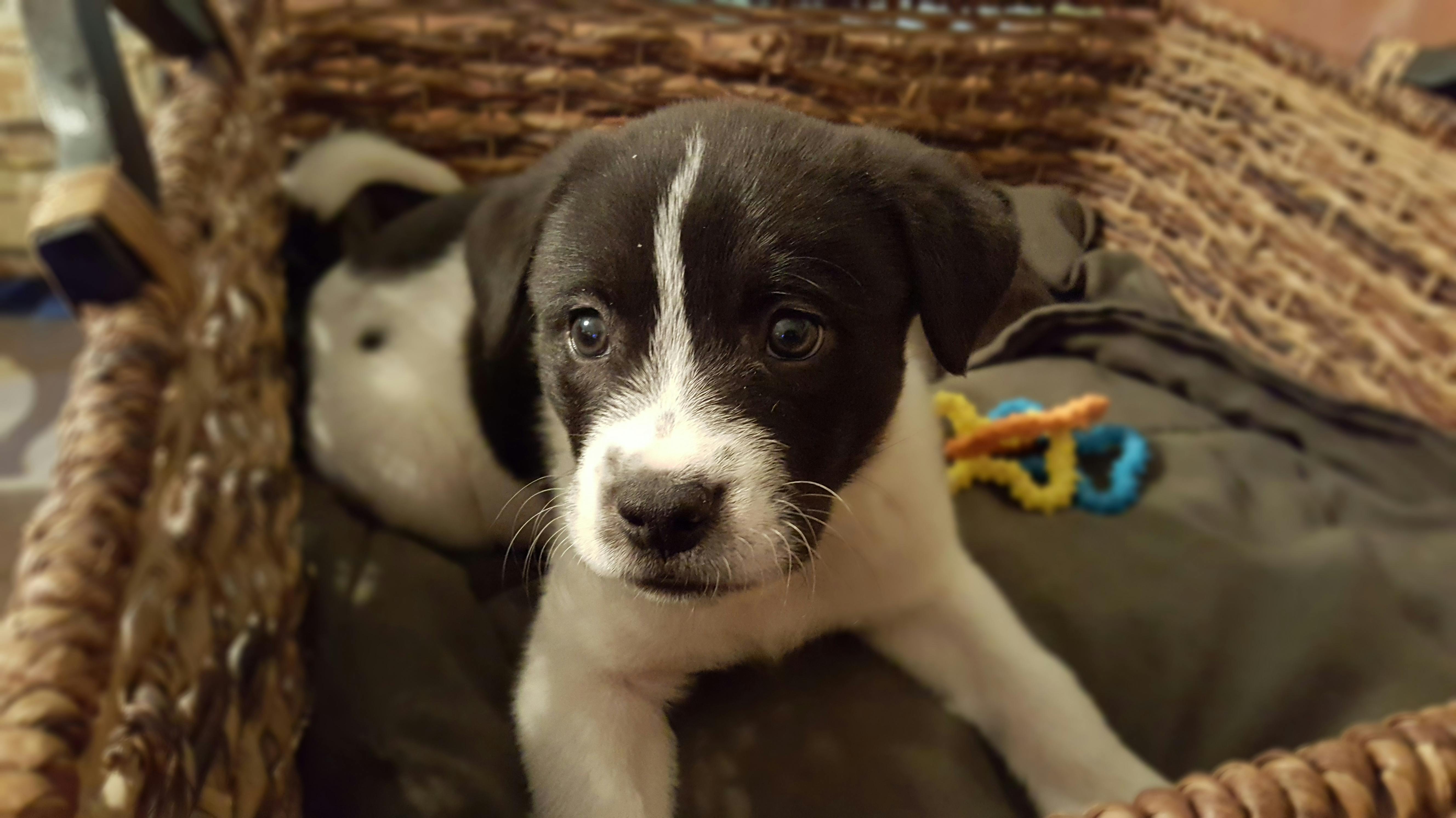 Foto Stok Gratis Tentang Anak Anjing Anjing Anjing Hitam Dan Putih