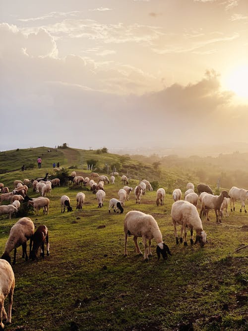 Free Darmowe zdjęcie z galerii z owca, pasący się, pionowy strzał Stock Photo