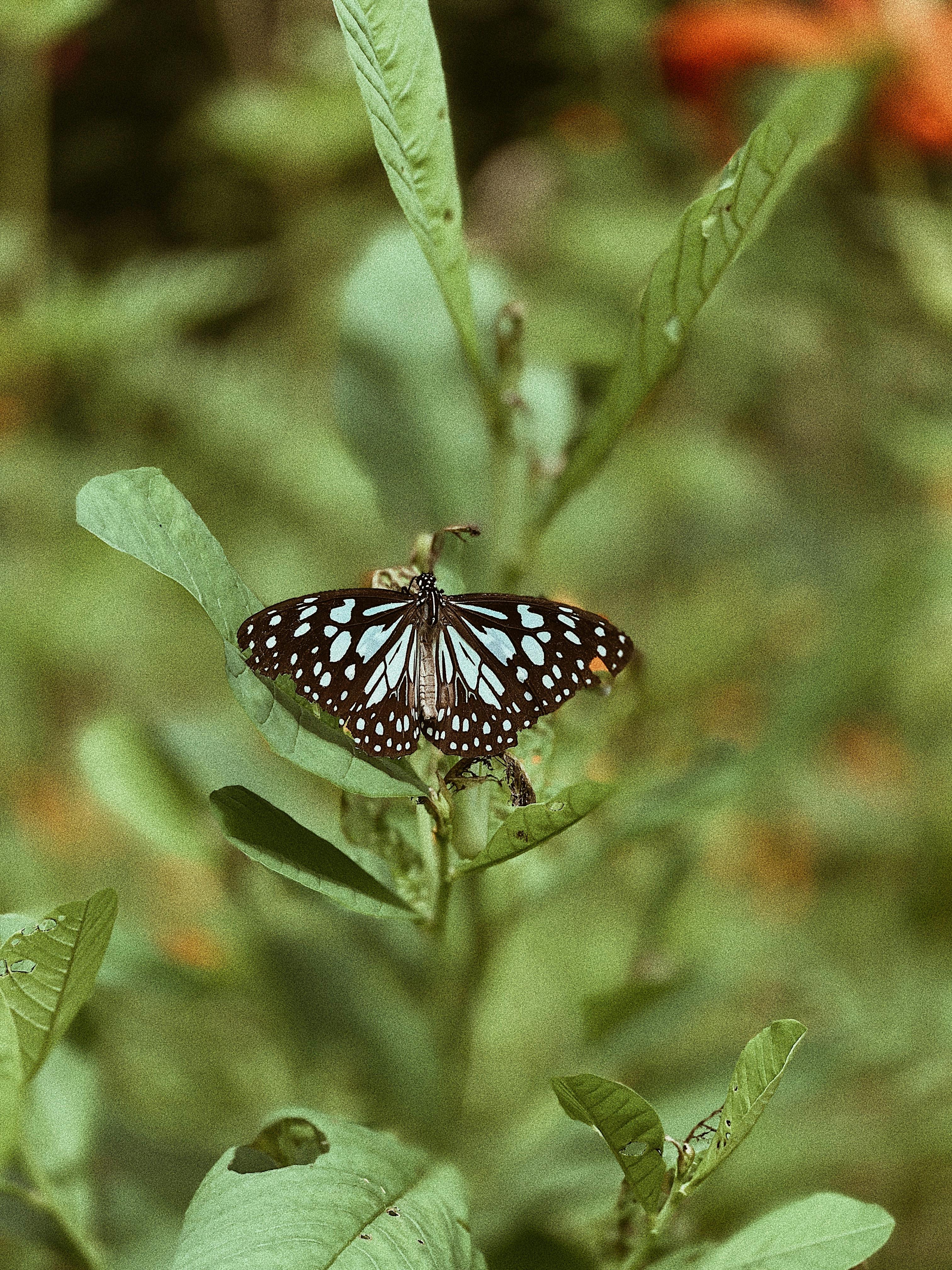 A butterfly with open wings perched on a leaf in a natural setting, showcasing its intricate patterns.