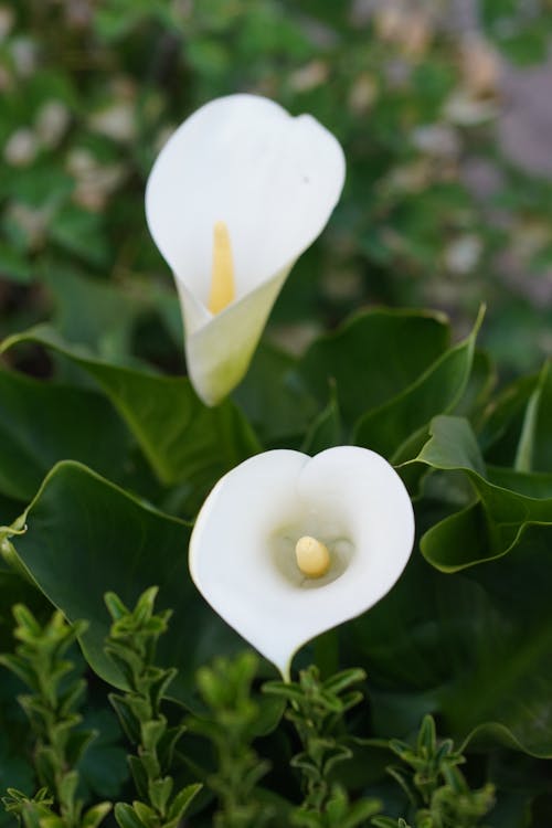 White Calla Lily Flowers in Full Bloom