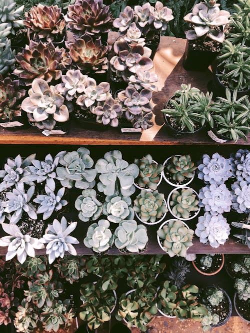 Potted Plants on Shelves 