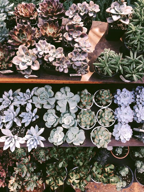 Free A collection of vibrant succulent plants displayed on wooden shelves in natural light. Stock Photo