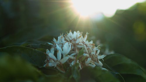 Free stock photo of coffee beans, coffee flower, early morning