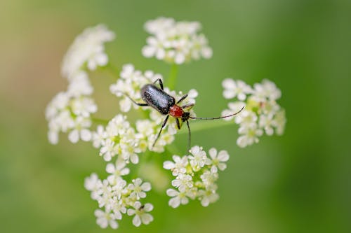 Black and Red Bug on White Flower