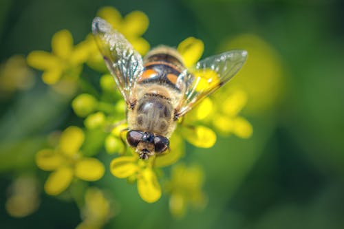 ぼかし, マクロ, ミツバチの無料の写真素材