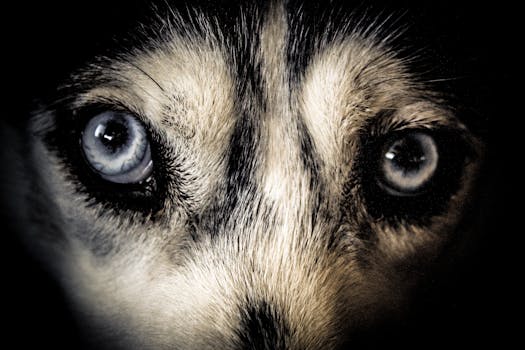 西伯利亚哈士奇眼睛的特写，展现了它们锐利的目光和清晰的皮毛细节