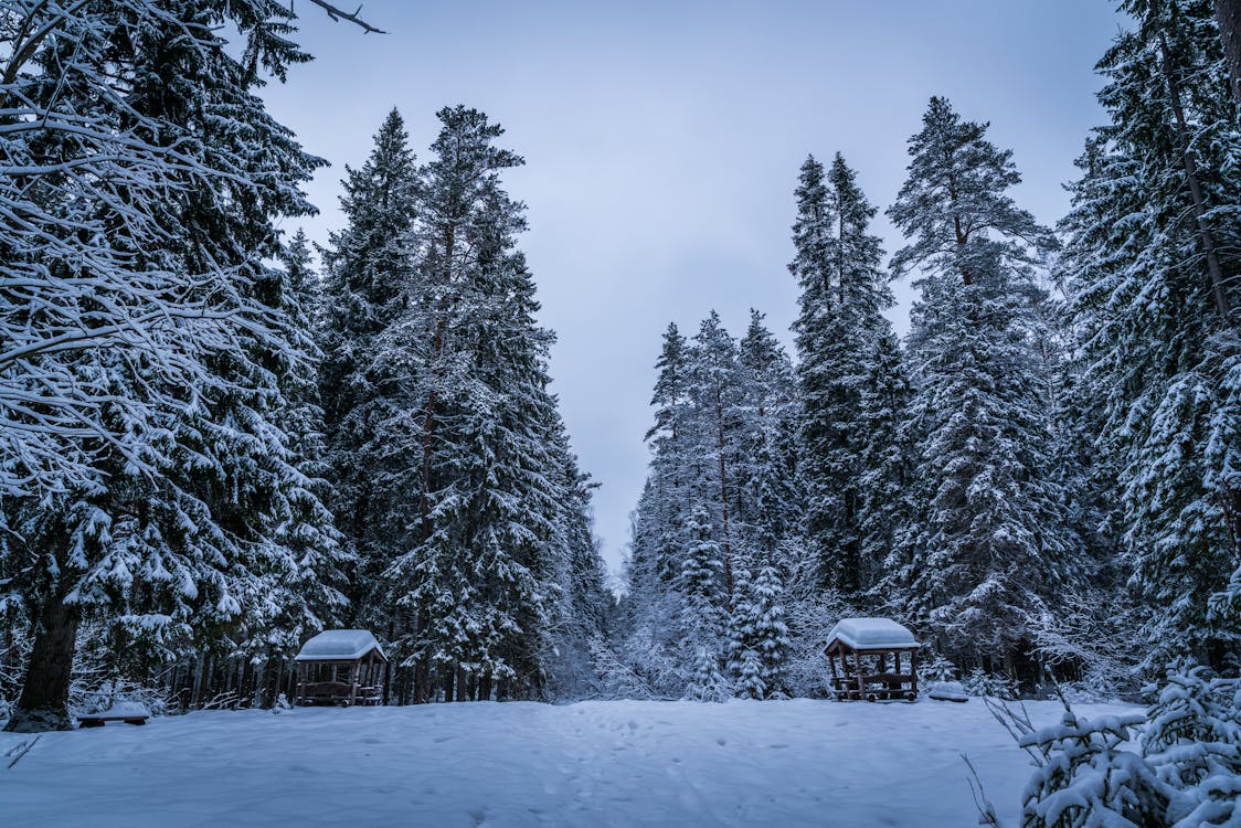 Grands Arbres Verts Remplis De Neige En Hiver