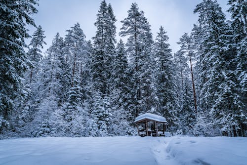 Grüne Bäume Mit Schnee Bedeckt