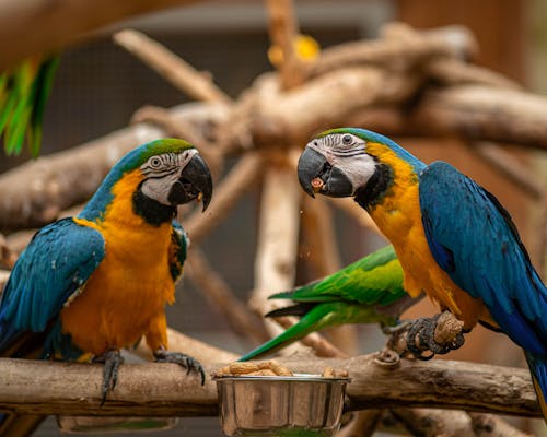 Parrots in Close Up Photography