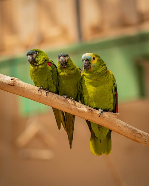 Parrots Perched on a Branch 