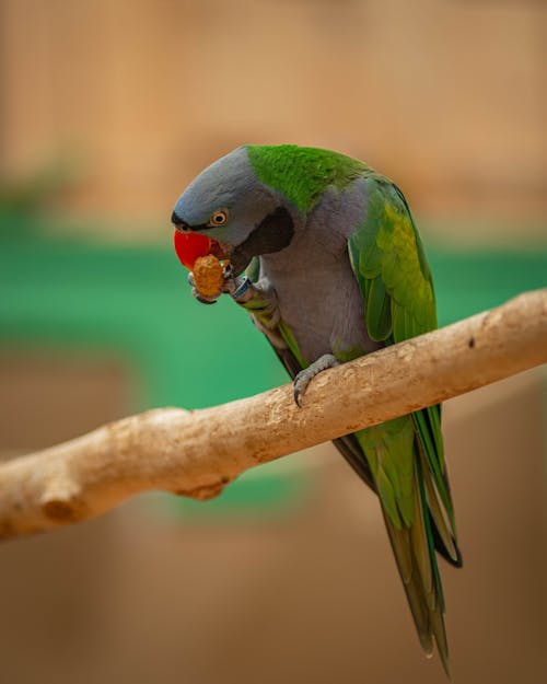 Amerika papağanı, dikey atış, kapatmak içeren Ücretsiz stok fotoğraf