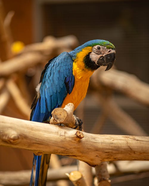 Colorful Parrot on the Wooden Perches