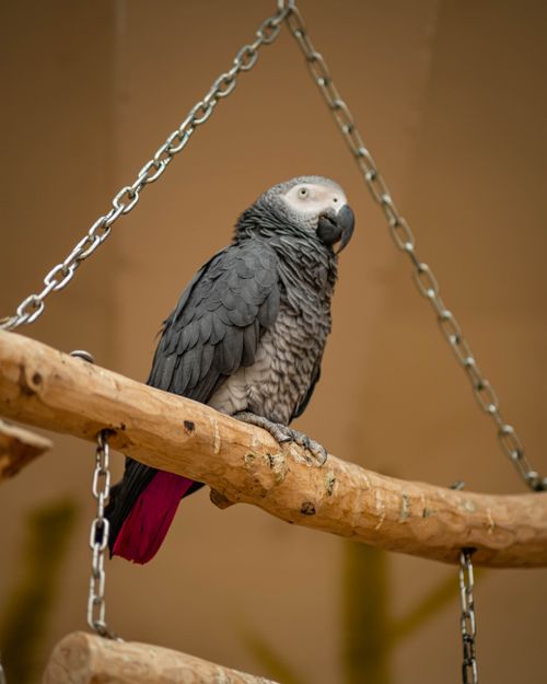 Free Close-up of an African Grey Parrot perched on a wooden stick indoors. Stock Photo