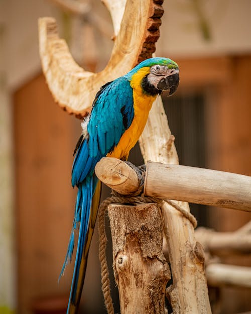 Free Blue and Yellow Parrot Perched on Wooden Stick Stock Photo