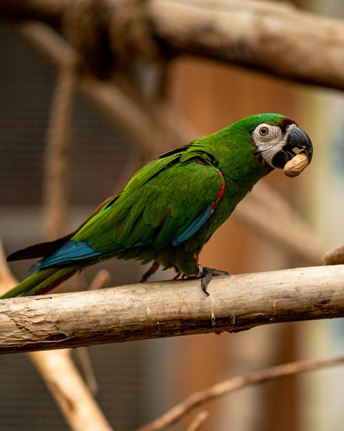 Free Close-up of a colorful parrot perched on a branch, showcasing its vivid plumage. Stock Photo