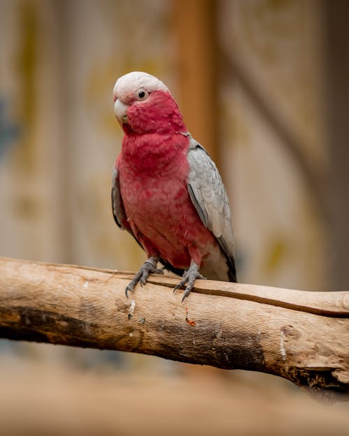 Free Close-Up Shot of Galah Perched on the Branch Stock Photo