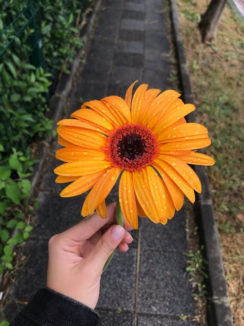 Foto d'estoc gratuïta de després de la pluja, flor bonica, flor florida