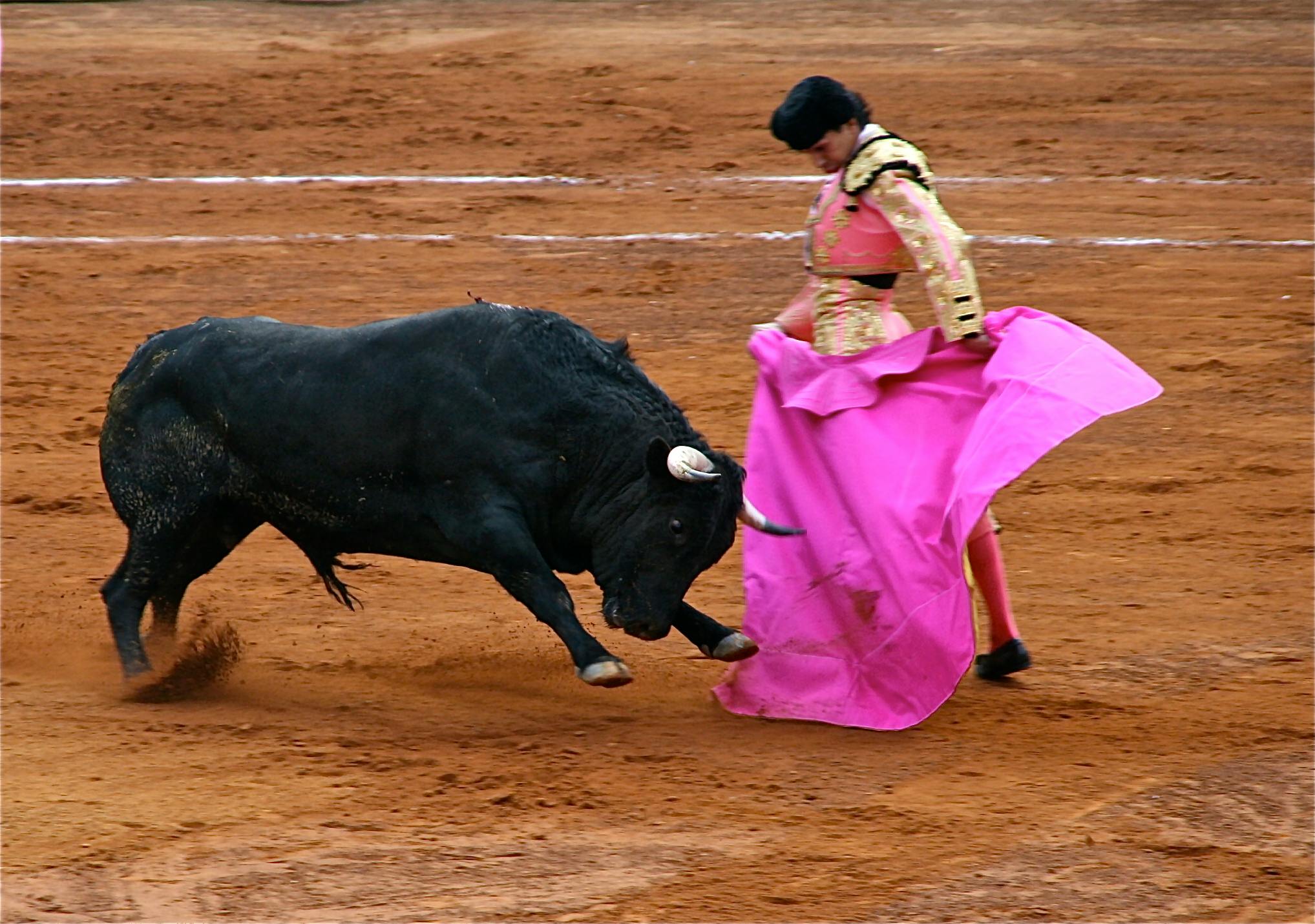 Free stock photo of bull, Bullfight, toreador