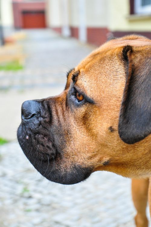 Free Vertical close-up of a Bullmastiff dog outdoors, showcasing its side profile and distinctive features. Stock Photo