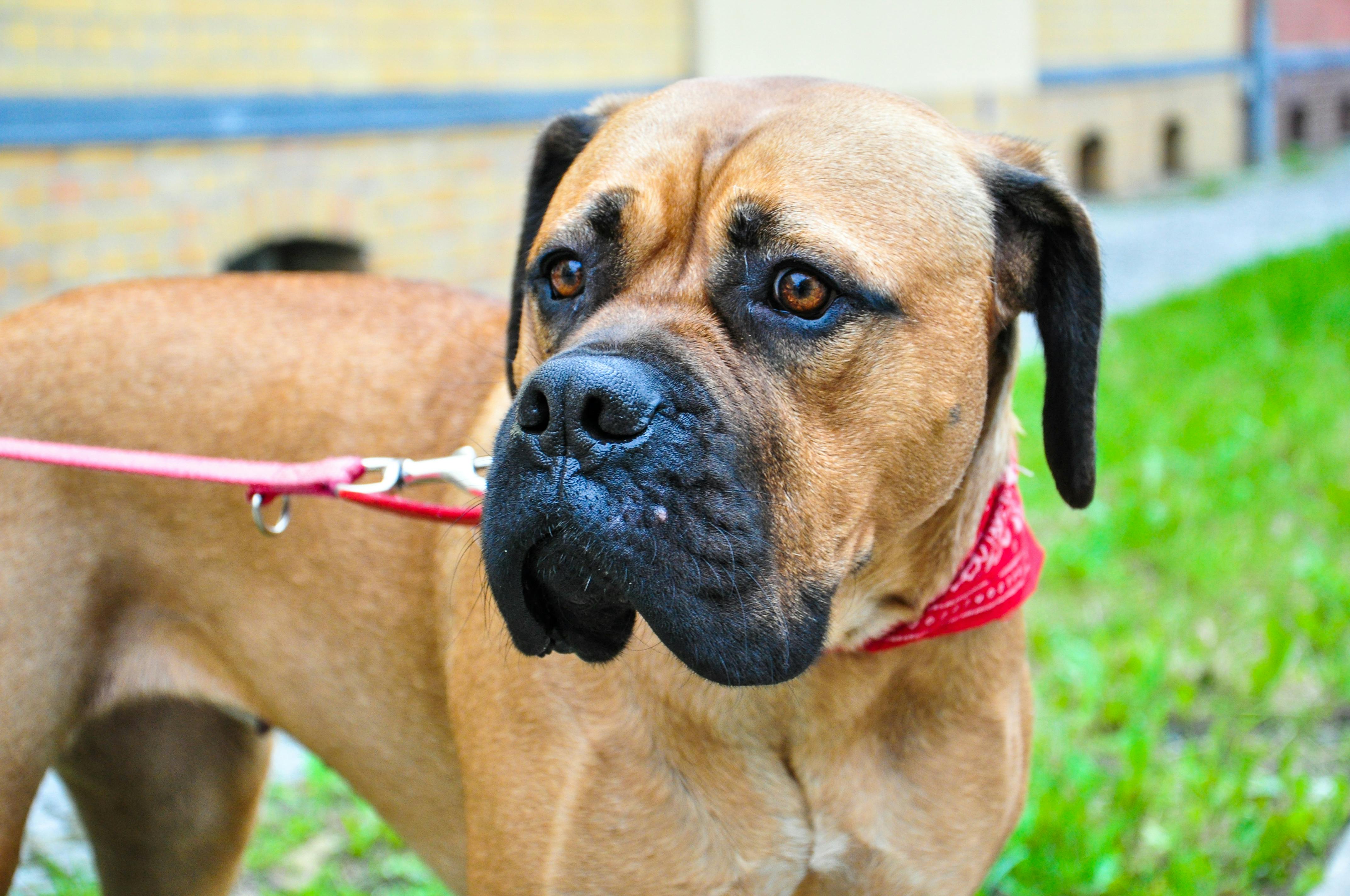 Bullmastiff Dog Breed Profile - Maryland Pet