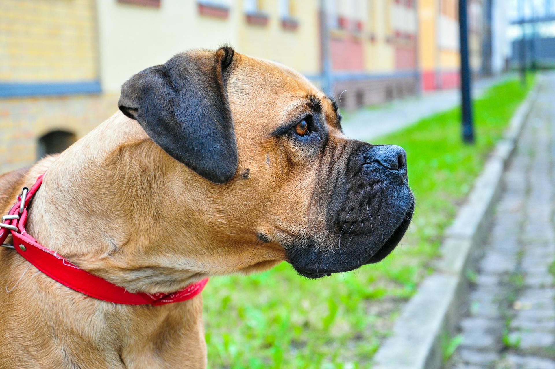 En närbild av en bullmastiff