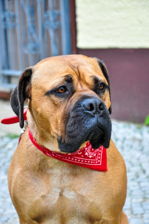 Free Close-up of a Bullmastiff wearing a red bandana. The dog is outdoors, displaying a calm and strong demeanor. Stock Photo