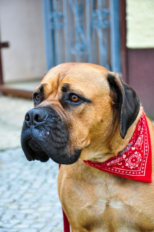 Free Bullmastiff dog wearing a red bandana in an outdoor setting. Stock Photo