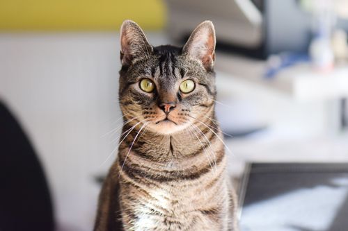 Free Adorable tabby cat with striking eyes in a bright indoor setting. Perfect for pet lovers. Stock Photo