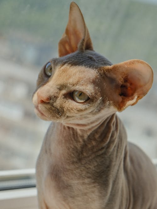 Hairless Cat in Close Up Photography