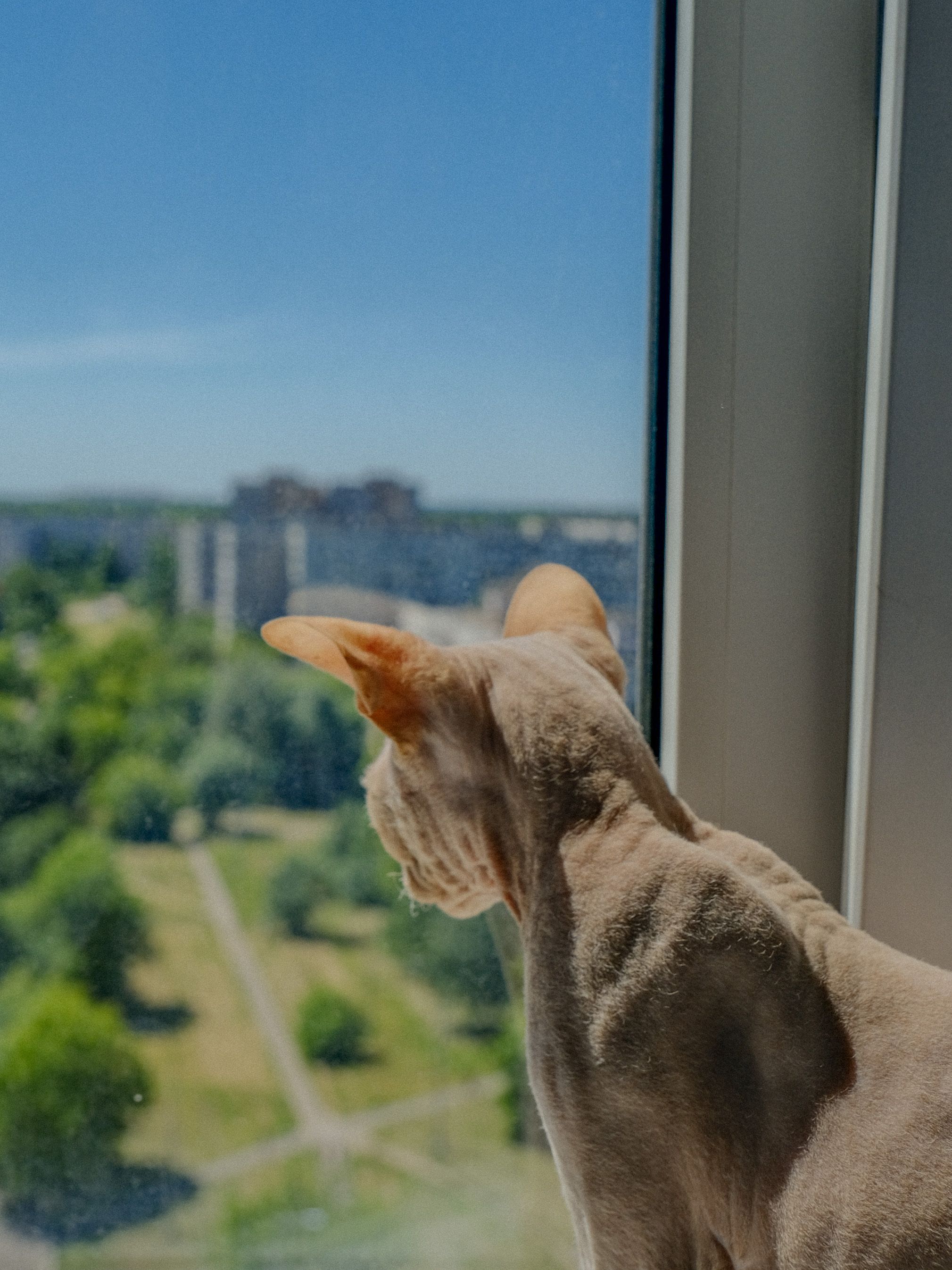 A Brown Cat Beside the Glass Window · Free Stock Photo