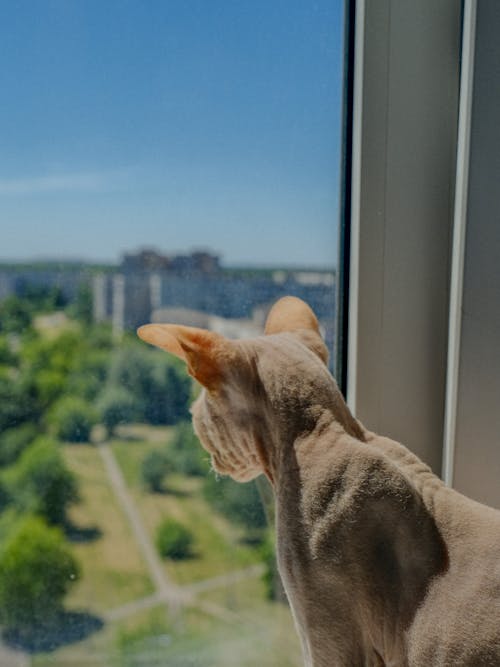 A Brown Cat Beside the Glass Window