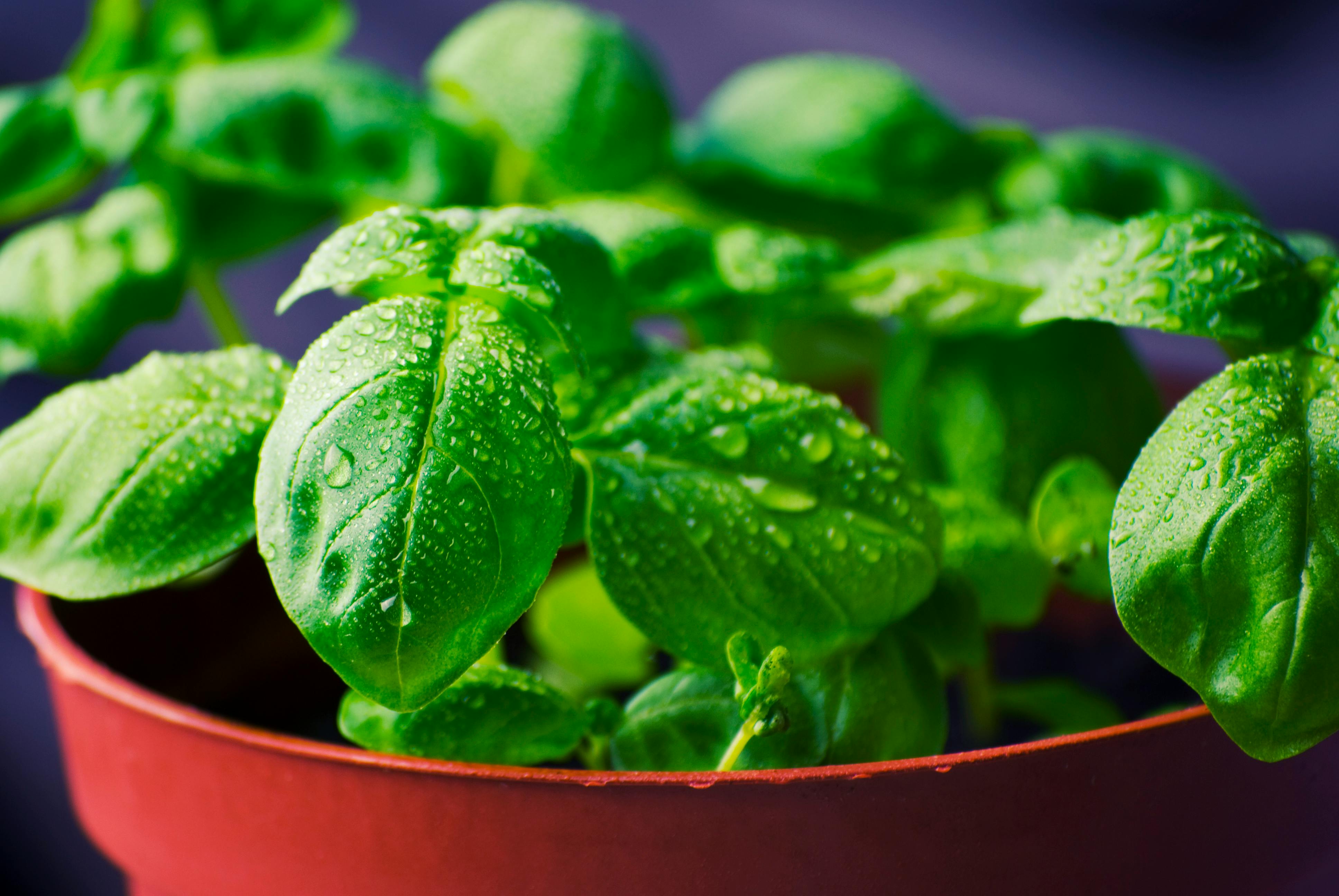 Free stock photo of basil, grow, herbs