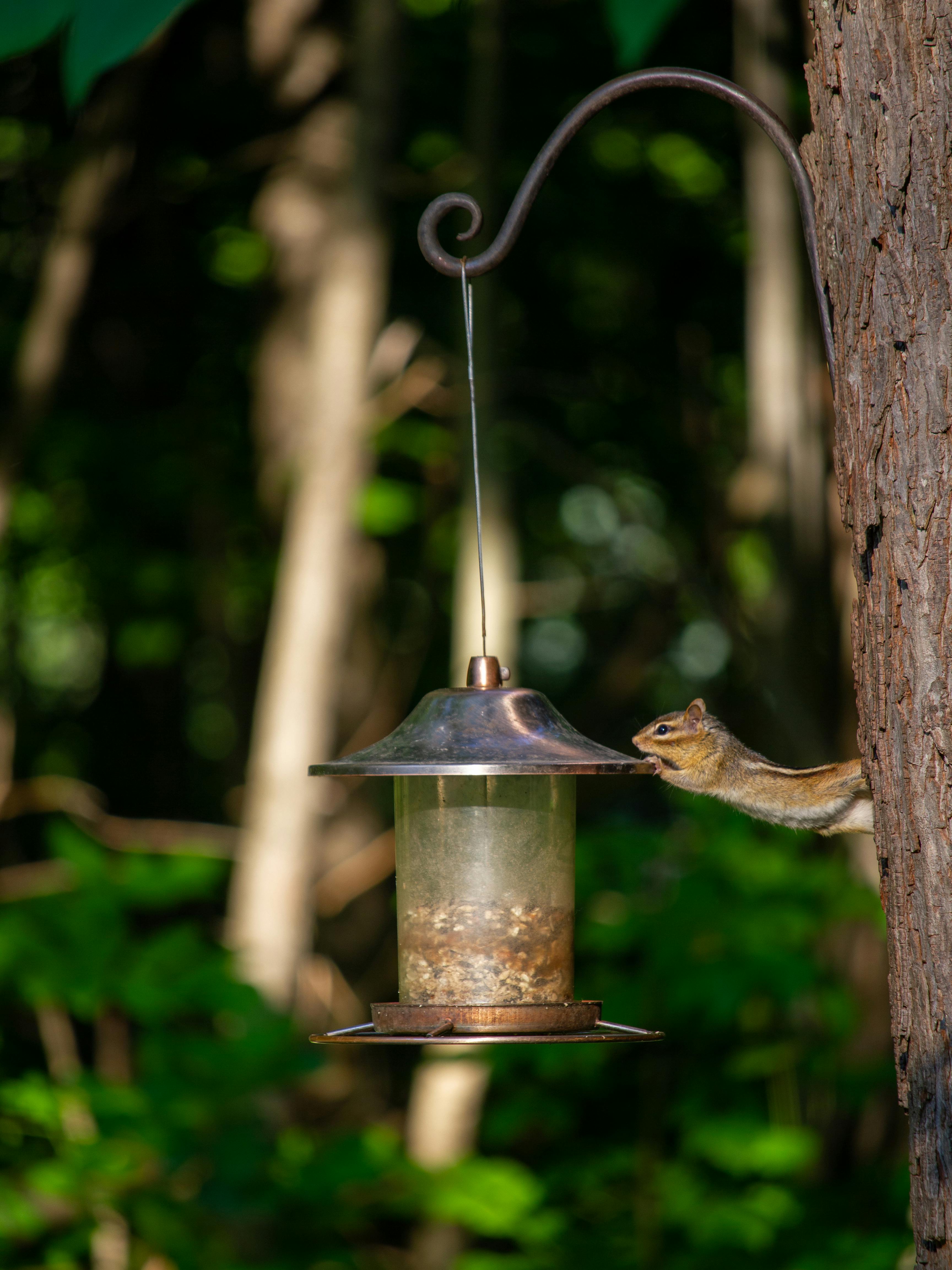 European Union AI governance and law compliance in courtrooms