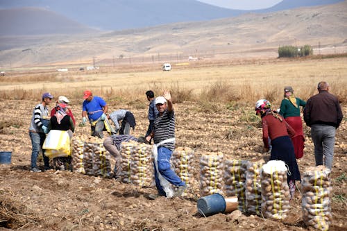 Free Farmers harvesting Potatoes  Stock Photo