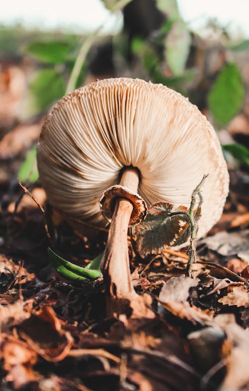 Free Macro Photography of a Wild Mushroom Stock Photo